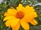 Tithonia diversifoliaÂ  is commonly known as theÂ tree marigold, Mexican tournesol,Â Mexican sunflower,Â Japanese sunflowerÂ orÂ N